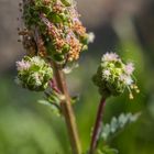 Kleiner Wiesenknopf