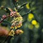 kleiner  Wiesenknopf