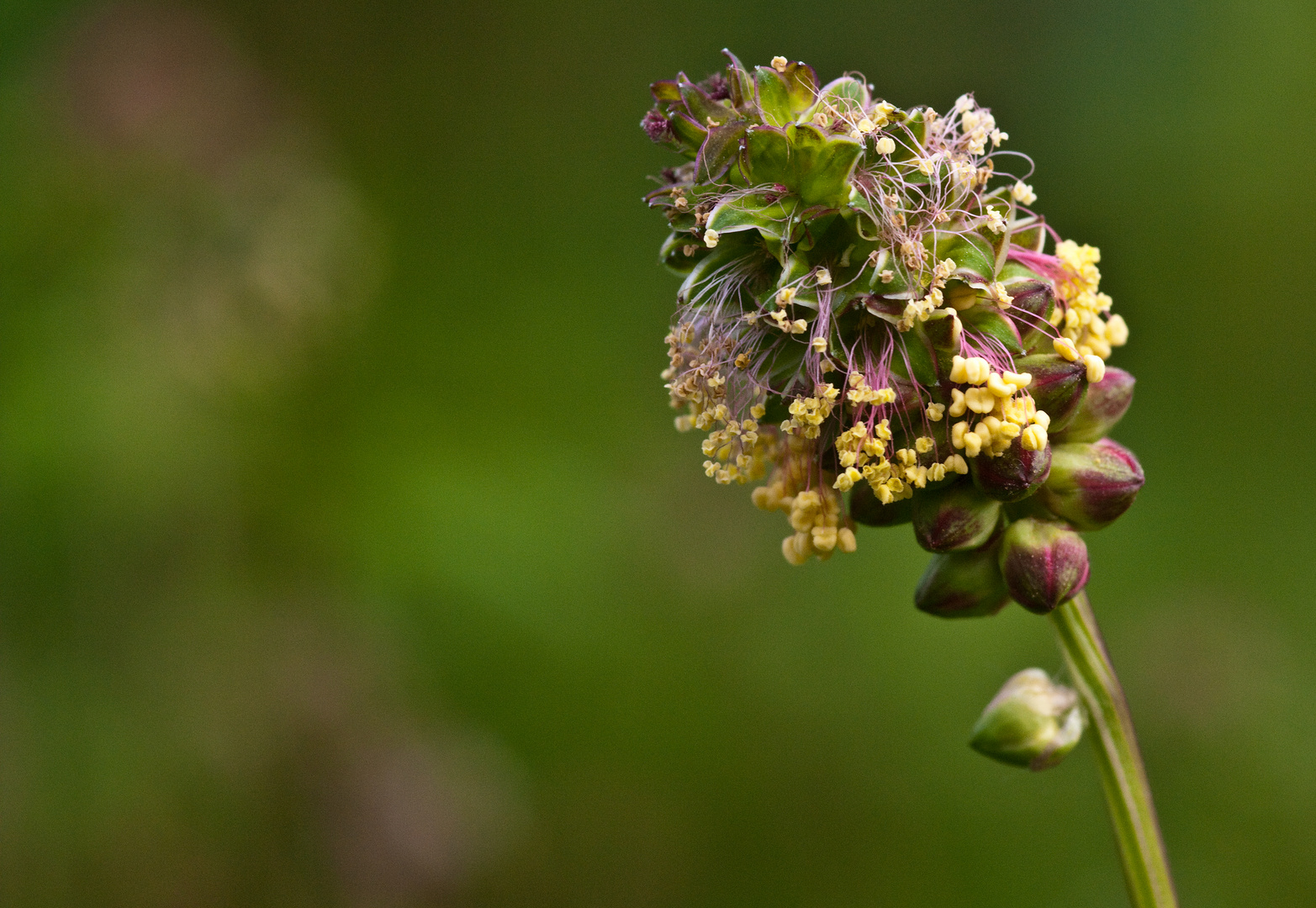 Kleiner Wiesenknopf