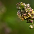 Kleiner Wiesenknopf