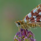 Kleiner Wiesenknopf