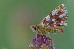 Kleiner Wiesenknopf