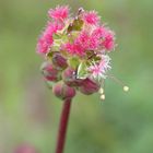 Kleiner Wiesenknopf