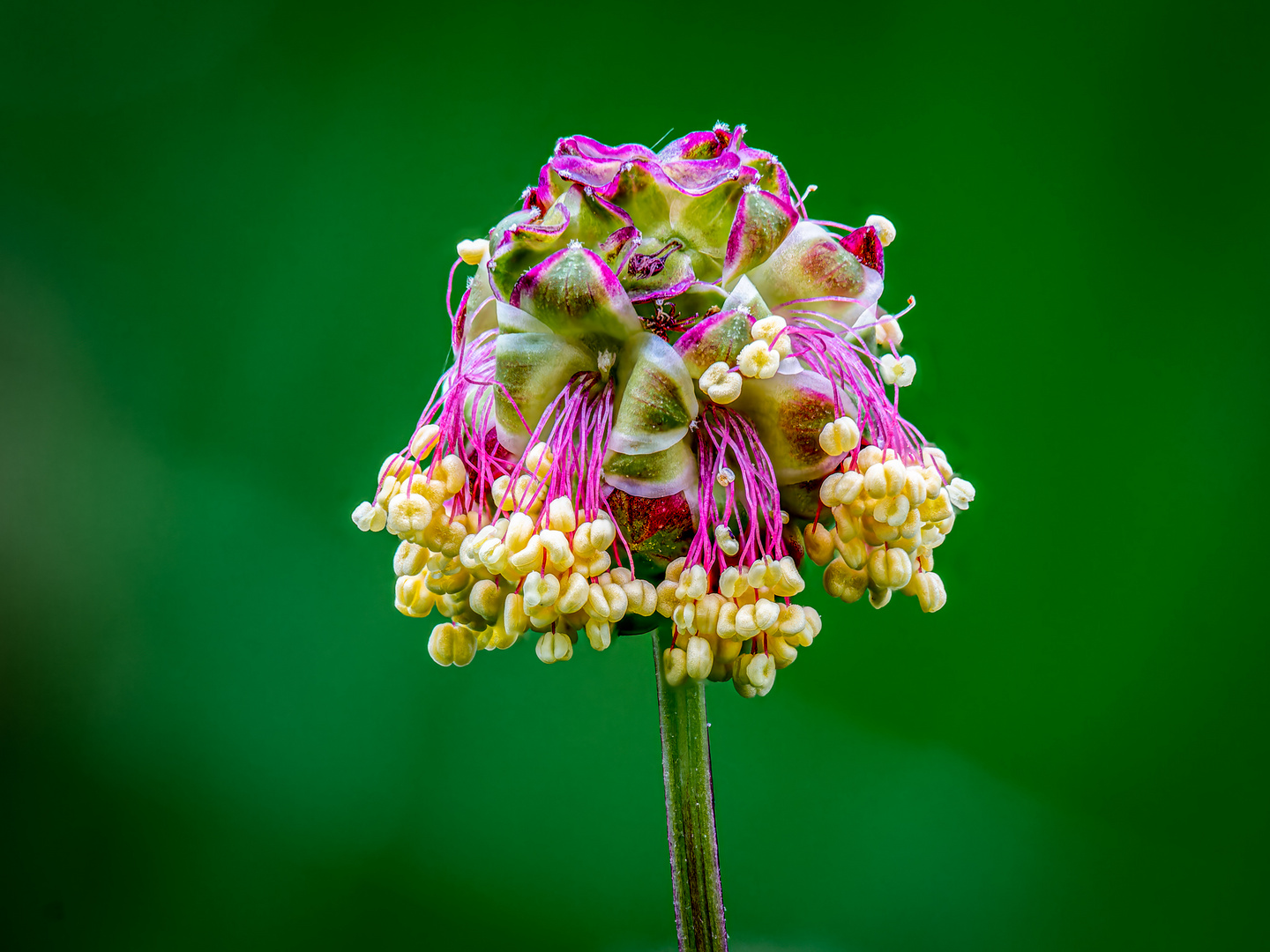 Kleiner Wiesenknopf