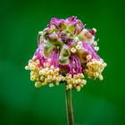 Kleiner Wiesenknopf