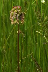 Kleiner Wiesenknopf