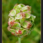 * Kleiner Wiesenknopf *