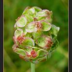 * Kleiner Wiesenknopf *