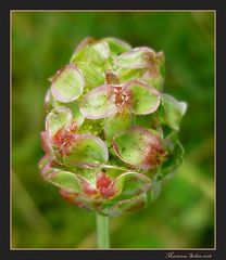 * Kleiner Wiesenknopf *