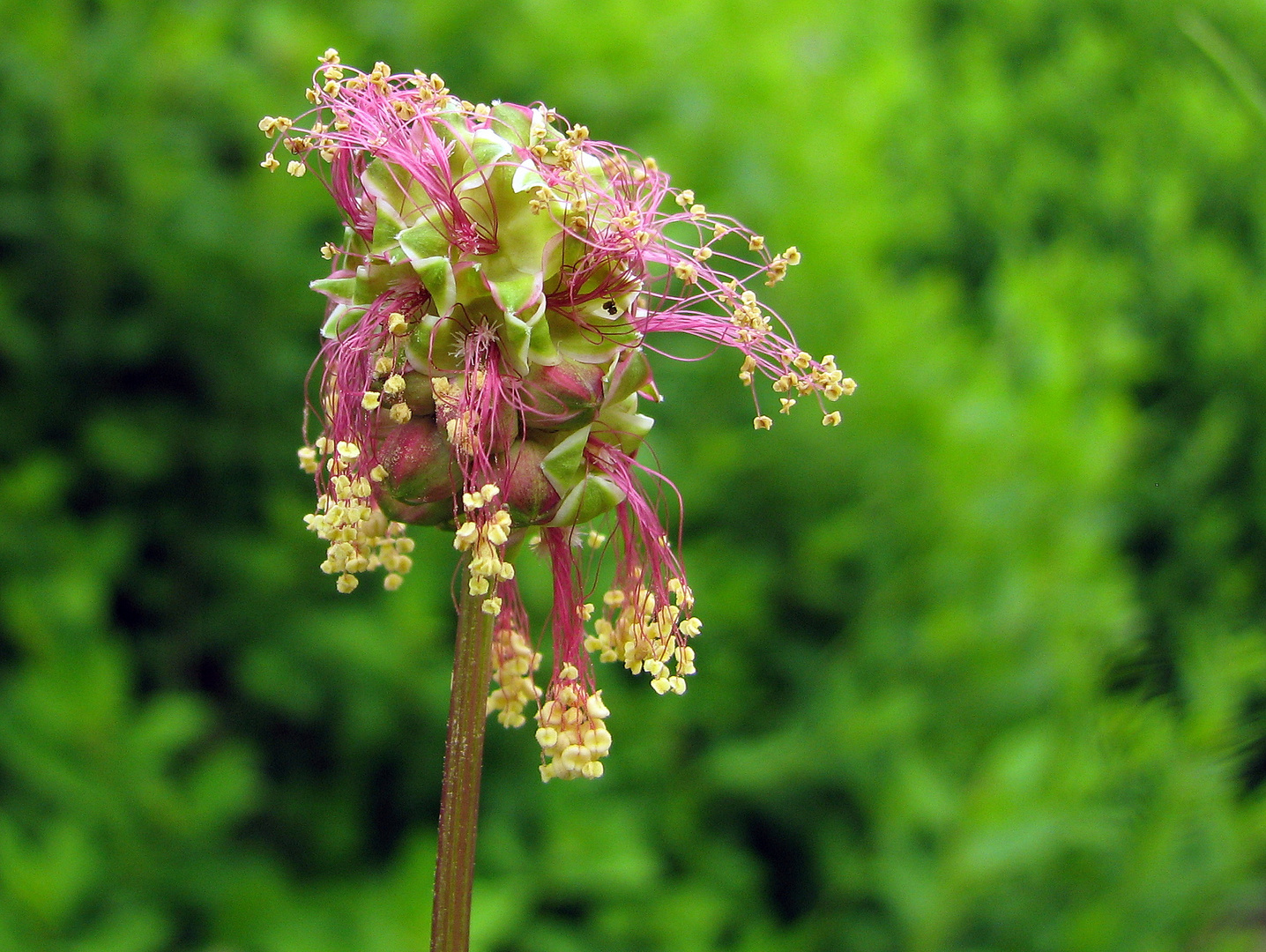 Kleiner Wiesenknopf