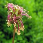 Kleiner Wiesenknopf