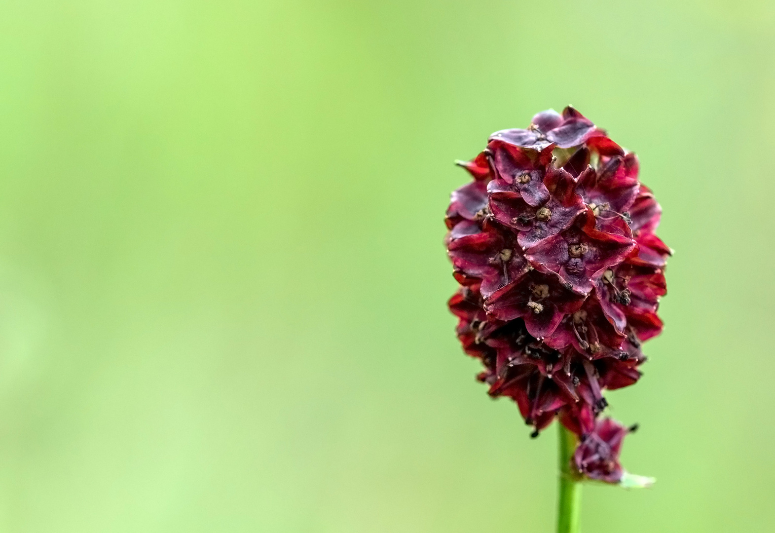 Kleiner Wiesenknopf