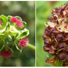 Kleiner Wiesenknopf & Großer Wiesenknopf im Vergleich