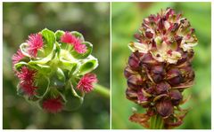 Kleiner Wiesenknopf & Großer Wiesenknopf im Vergleich