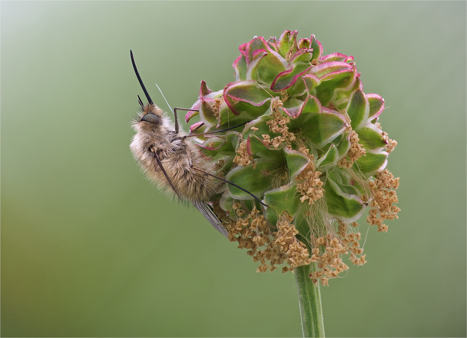 Kleiner Wiesenknopf mit Besucher