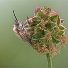 Kleiner Wiesenknopf mit Besucher