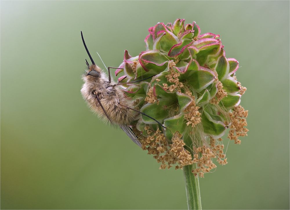 Kleiner Wiesenknopf mit Besucher