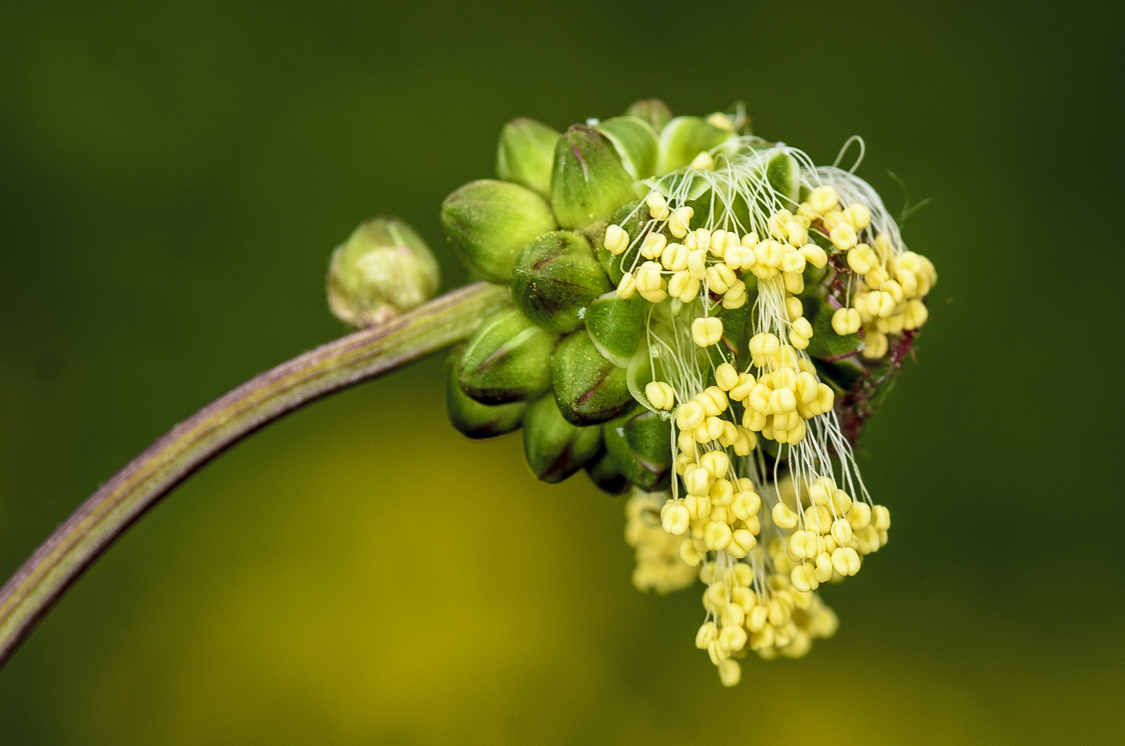 Kleiner Wiesenknopf, Sanguisorba minor,