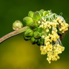 Kleiner Wiesenknopf, Sanguisorba minor,