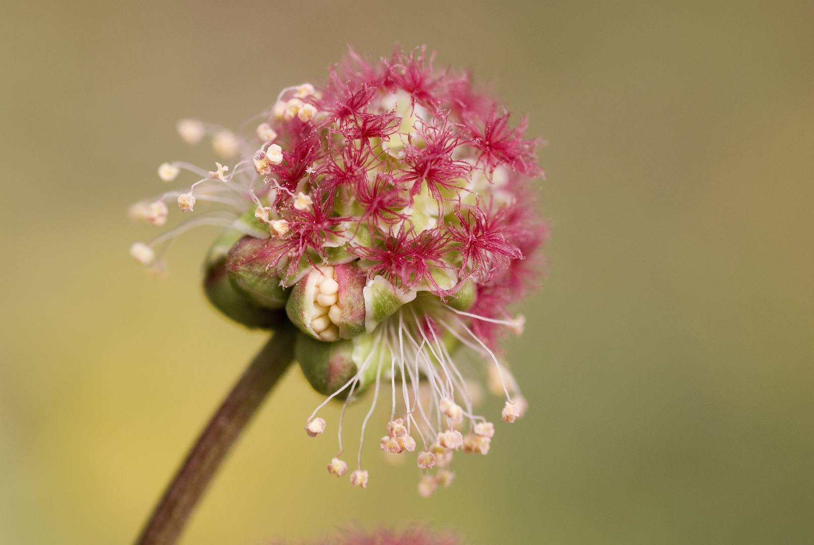 Kleiner Wiesenknopf (Sanguisorba minor)