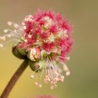 Kleiner Wiesenknopf (Sanguisorba minor)