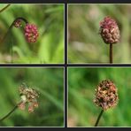 Kleiner   Wiesenknopf  (Sanguisorba minor)