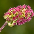 Kleiner Wiesenknopf (Sanguisorba minor)