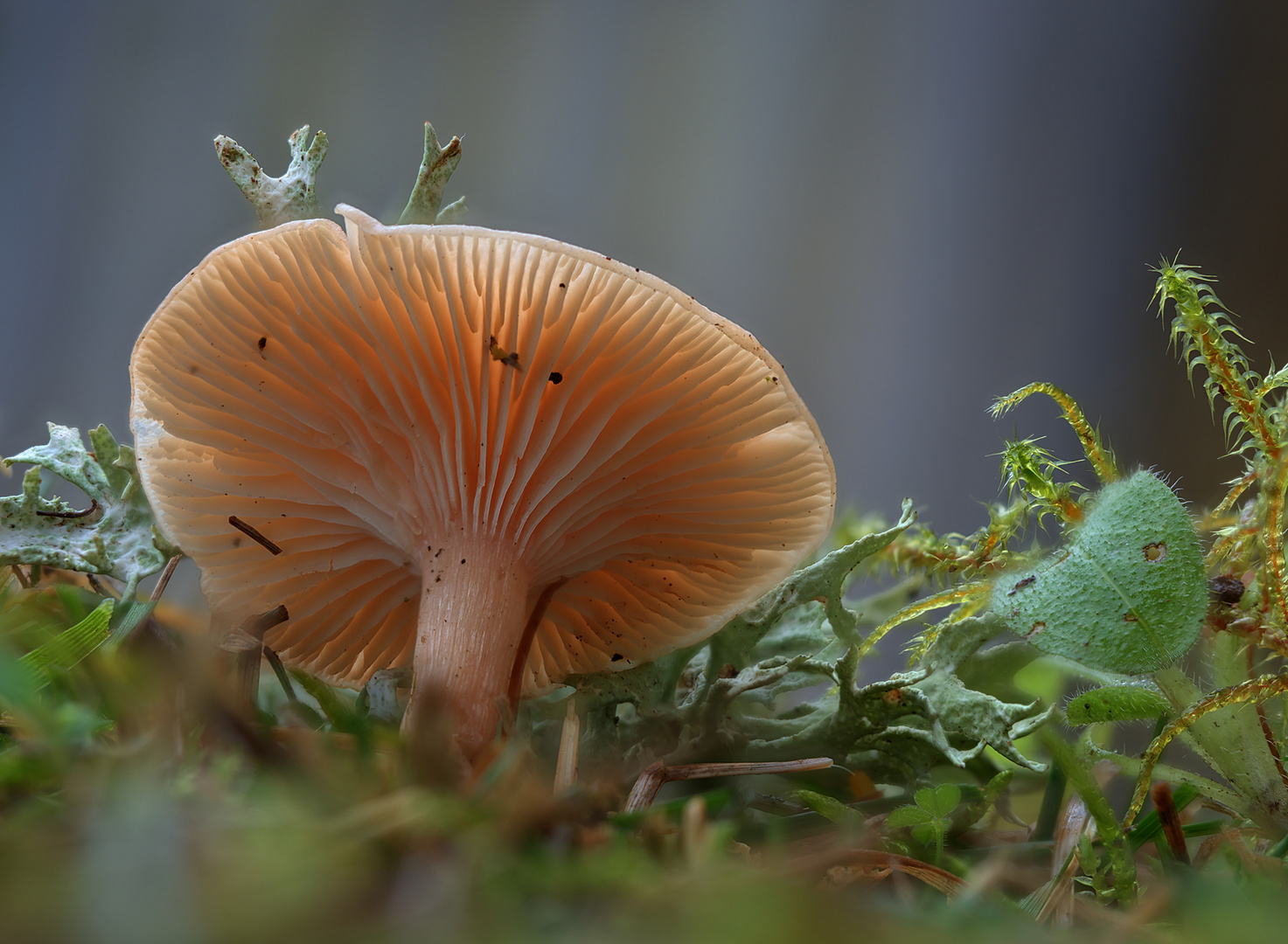 Kleiner Wiesenpilz