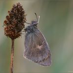 kleiner Wiesenvogel