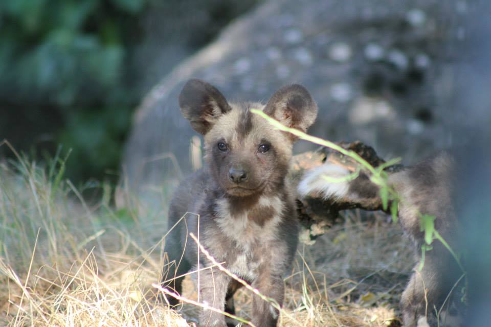 Kleiner Wildhund