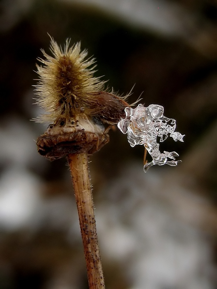 Kleiner Winter