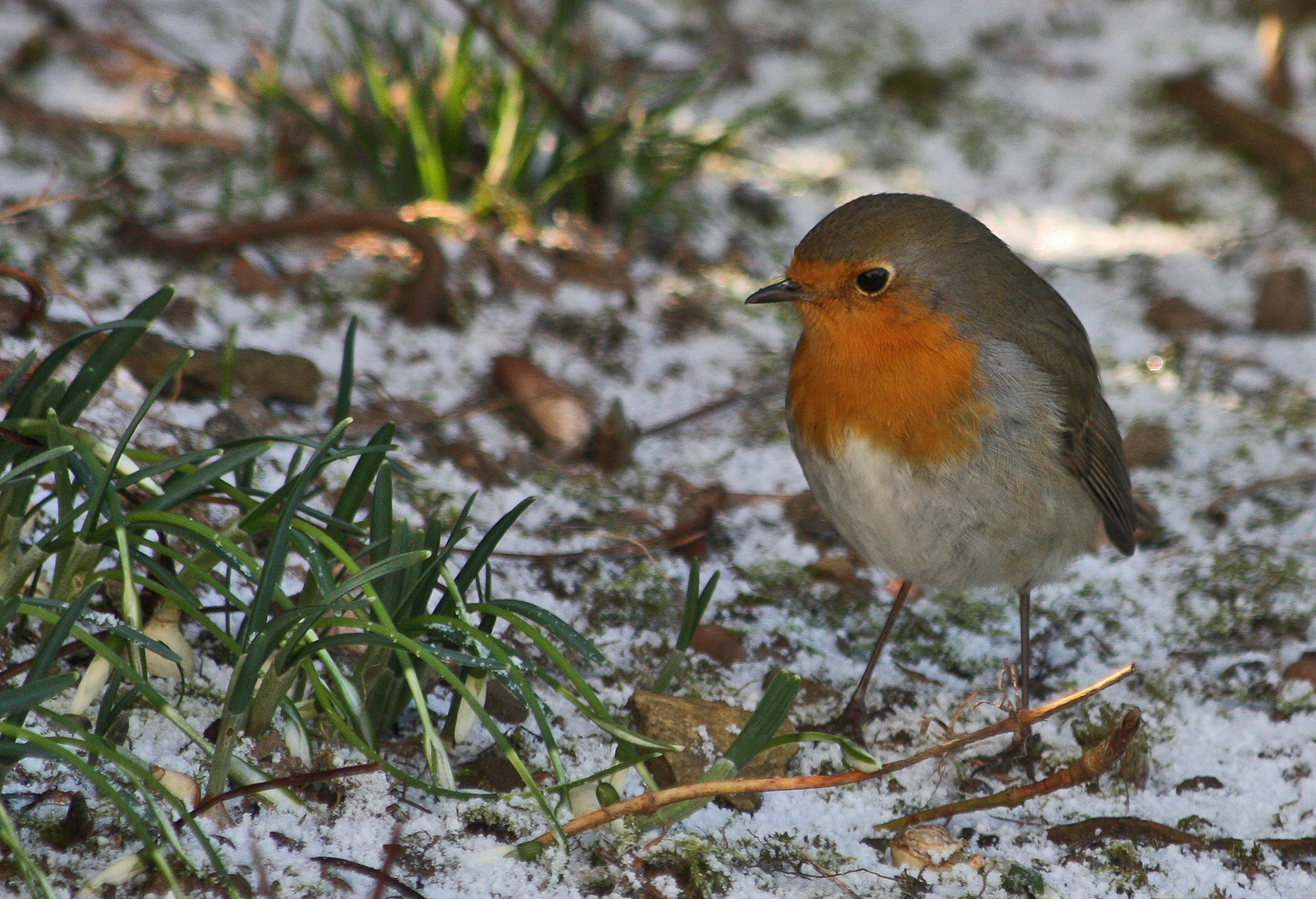 kleiner Wintergast...