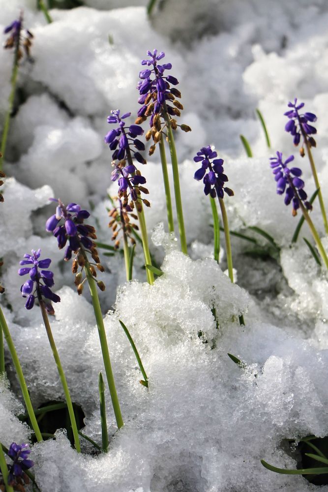 kleiner Wintergruss im April