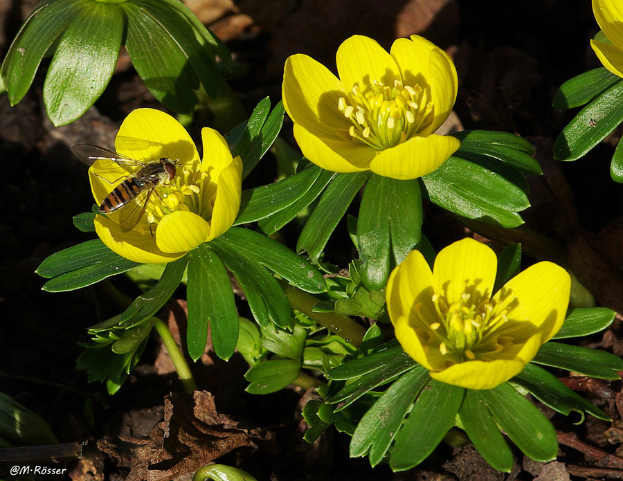 Kleiner Winterling mit Großer Schwebfliege