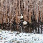 Kleiner Winterspaziergang (3)