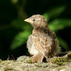 Kleiner winziger Spatz, gerade flügge geworden, sucht verzweifelt Mama!