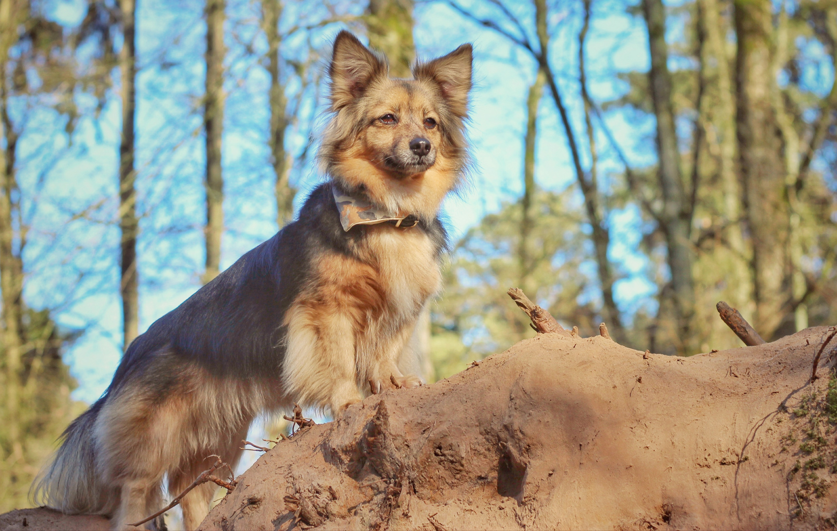 kleiner Wolf 