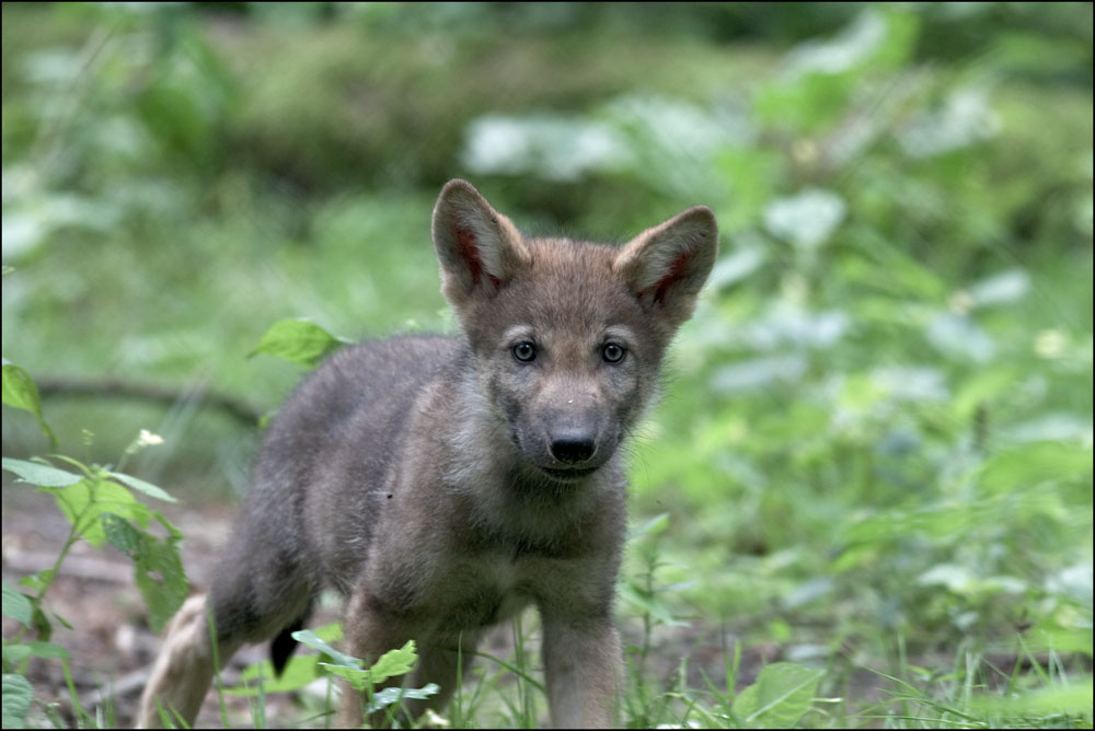 kleiner Wolf