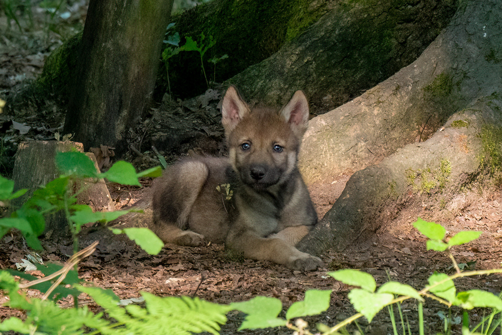 Kleiner Wolf