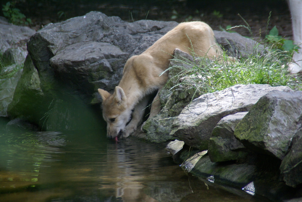 Kleiner Wolf