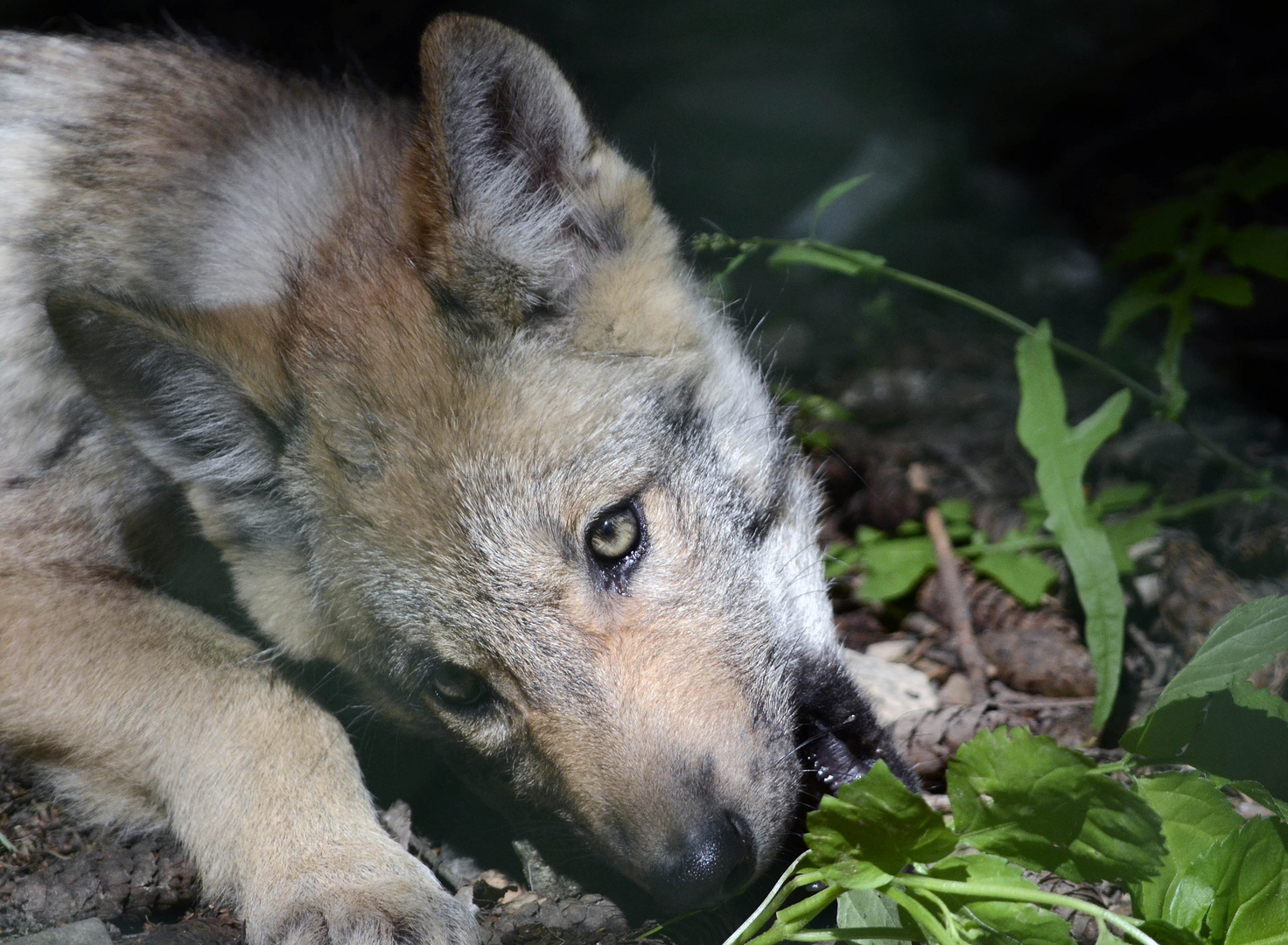 kleiner Wolf