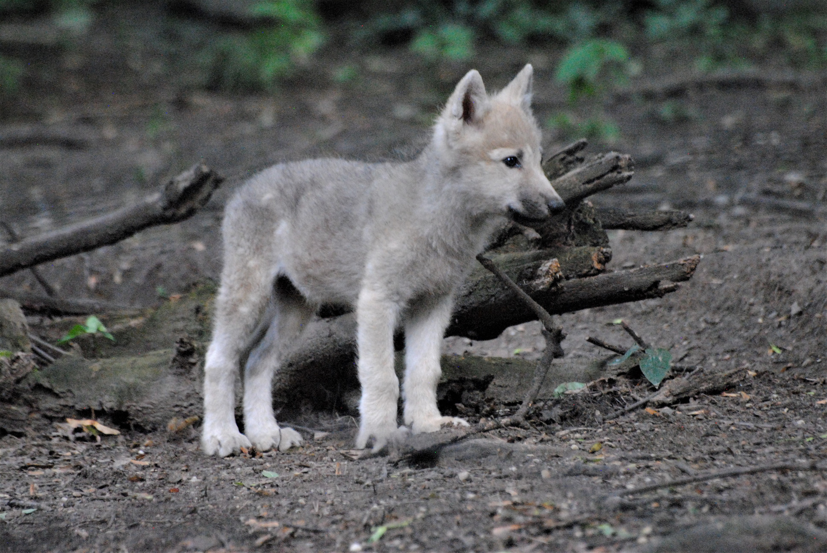 Kleiner Wolf auf Entdeckung