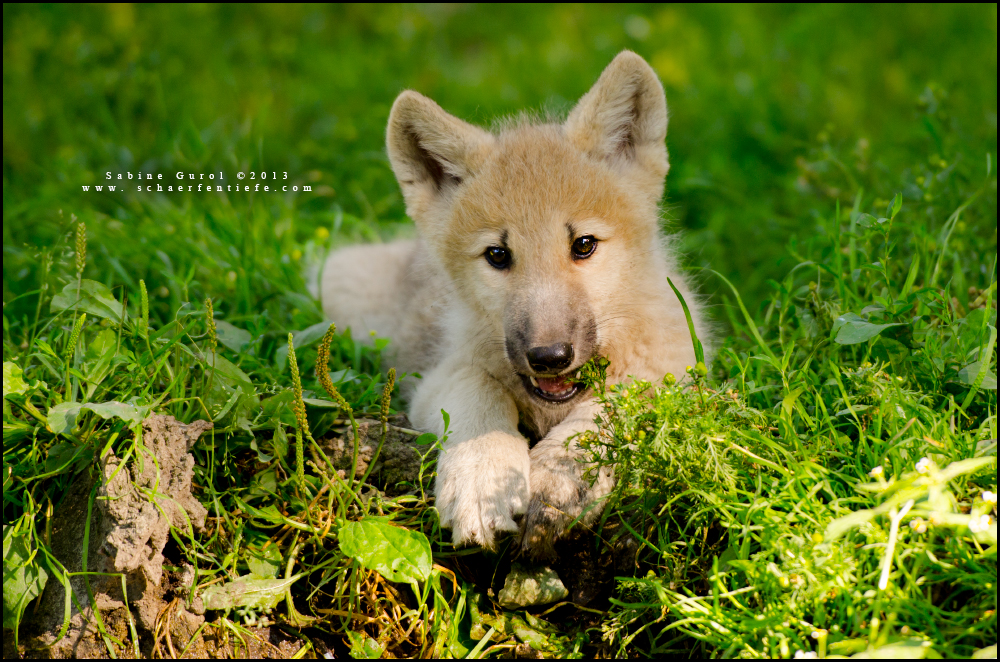 Kleiner Wolf