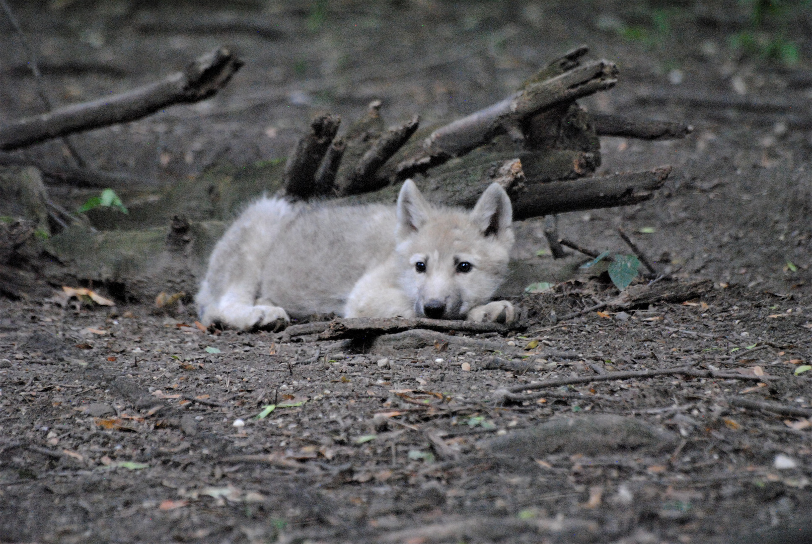 Kleiner Wolf ganz faul