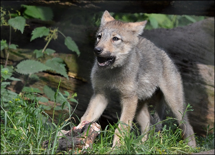 Kleiner Wolf & große Beute :-)