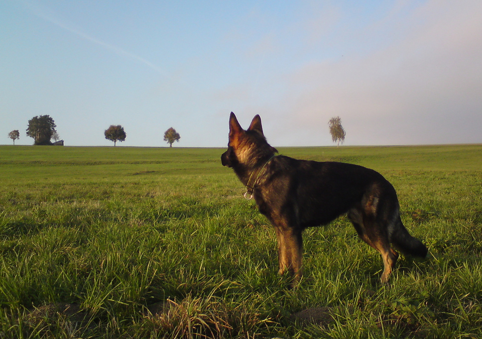 Kleiner Wolf in der Wildnis II