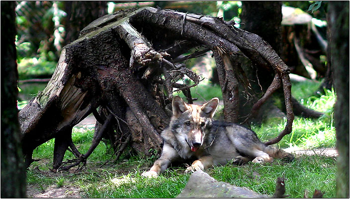 Kleiner Wolf - sieht so ein Raubtier aus?