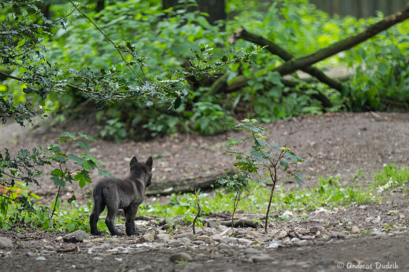 Kleiner Wolf was nun?