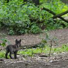 Kleiner Wolf was nun?