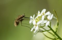 Kleiner Wolllschweber